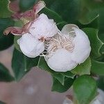 Luma chequen Blüte