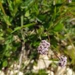 Valeriana coronata 花