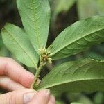 Erythroxylum macrophyllum Leaf