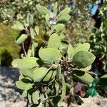 Arctostaphylos pungens Folio