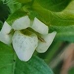 Asystasia mysorensis Flower