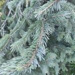 Picea schrenkiana Φύλλο