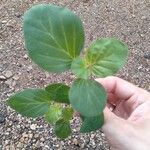 Boerhavia diffusa Leaf