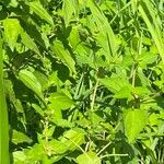 Croton hirtus Blad