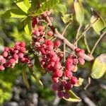 Schinus terebinthifolius Fruit