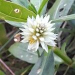 Alternanthera philoxeroides Flower