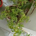 Murraya paniculata Cvet