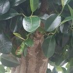Ficus rubiginosa Hoja