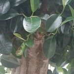 Ficus rubiginosa Folha