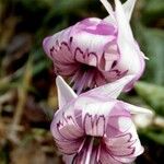 Erythronium hendersonii Flower