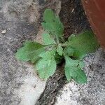 Erigeron floribundus Blad