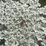 Daucus carota Blüte