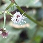 Sanicula europaea Bloem