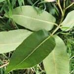 Syzygium guineense Folha