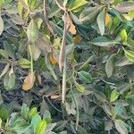 Rhizophora racemosa Плод