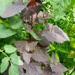 Atriplex hortensis Hoja