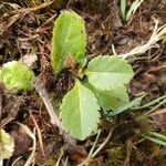 Veronica officinalis Yaprak