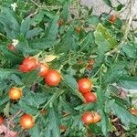 Solanum pseudocapsicum Fruto