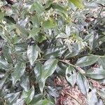 Sarcococca ruscifolia Vekstform