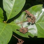 Chimarrhis parviflora Плод
