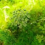 Selinum carvifolium Flower