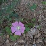 Malva punctata Kvet