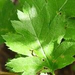 Crataegus rhipidophylla Лист