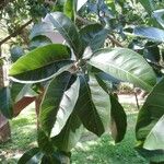Ficus luschnathiana Leaf