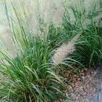 Calamagrostis arundinacea Likasa