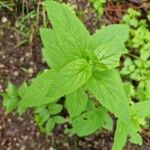 Scrophularia nodosa Leaf