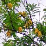 Cassia ferruginea Kvet