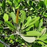 Avicennia germinans Blatt