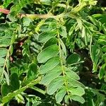 Chamaecrista mimosoides Hoja
