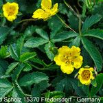 Potentilla reptansКветка