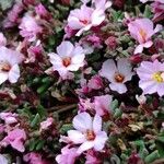Frankenia ericifolia Flor