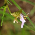 Commelina fluviatilis Flor
