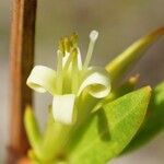 Ernodea littoralis Flower