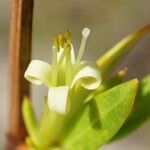 Ernodea littoralis Flor
