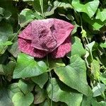 Aristolochia gigantea Staniste