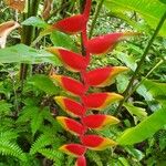 Heliconia rostrataBloem