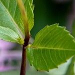 Dahlia pinnata Leaf