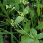 Galium elegans Habitat