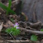 Mayaca fluviatilis Plante entière