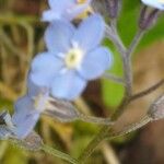 Myosotis arvensis Fleur
