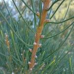 Hakea drupacea 其他