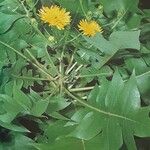 Sonchus pinnatifidus Vivejo