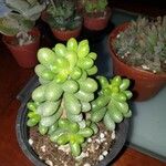 Sedum hernandezii Foglia