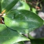 Jasminum laurifolium Blad