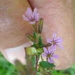 Cuphea ericoides Blomst