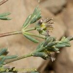 Gymnocarpos decander Inny